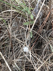 Melanthera parvifolia