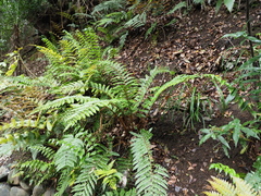 Polystichum polyblepharum