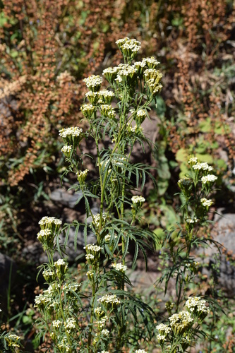 wild marigold