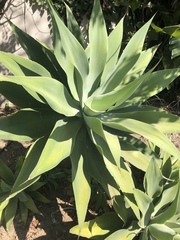Agave attenuata