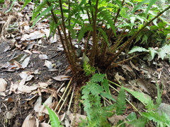 Polystichum polyblepharum