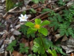 Sanicula epipactis, photograph Vladimír Fuka, CC BY, iNaturalist via GBIF
