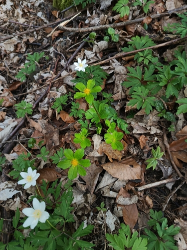 Sanicula epipactis, photograph 3