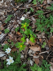 Sanicula epipactis, photograph Vladimír Fuka, CC BY, iNaturalist via GBIF
