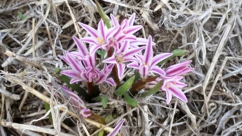 Lachenalia corymbosa (L.) J.C.Manning & Goldblatt