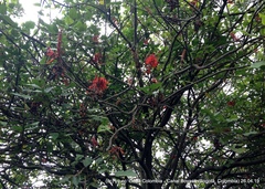 Erythrina rubrinervia