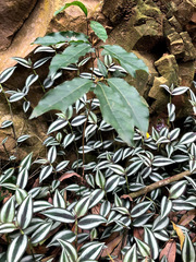 Itea parviflora