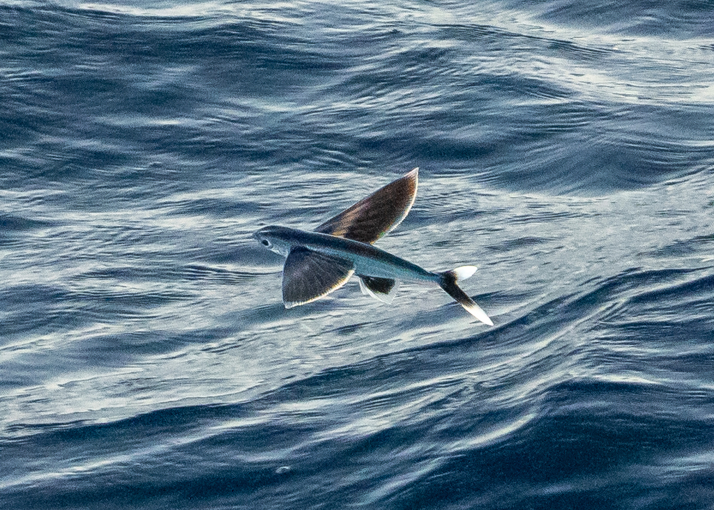 Whitetip flyingfish (Cheilopogon xenopterus) — Exocoetidae