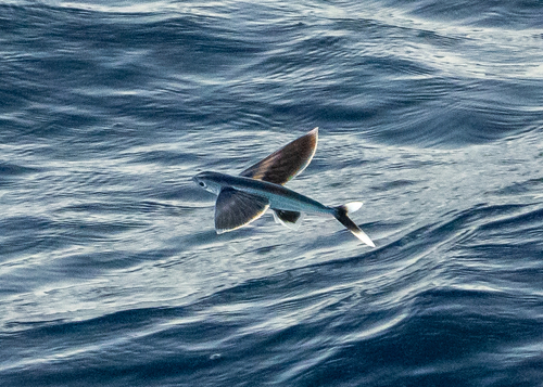Whitetip flyingfish (Cheilopogon xenopterus) — Exocoetidae