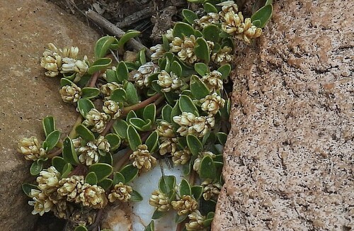 Alternanthera microphylla