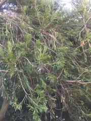 Melaleuca viminalis viminalis