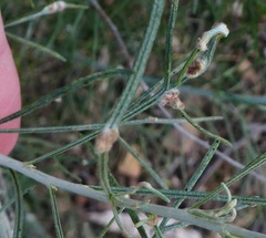 Aceria paracalifornica