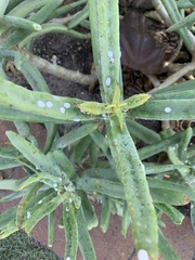 Cotyledon orbiculata dactylopsis