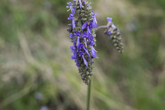 Salvia nutans
