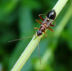 Closterocoris amoenus