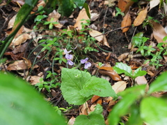 Orychophragmus violaceus