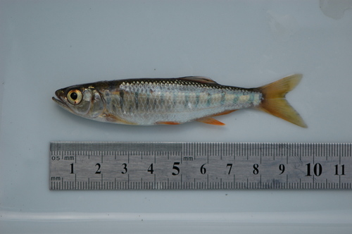 Steindachners roofkarper (Raiamas steindachneri) — Cyprinidae — 2