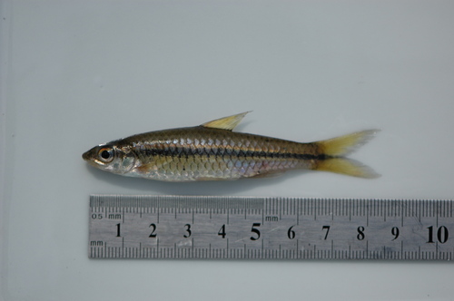 Bates' labeo (Prolabeo batesi) — Cyprinidae — 3