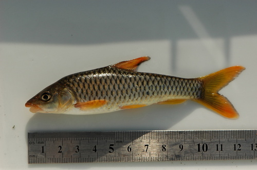 Sacred barb (Labeobarbus sacratus) — Cyprinidae — 3