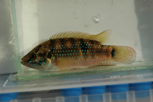 Jewel cichlid (Hemichromis guttatus) — Cichlidae — 4
