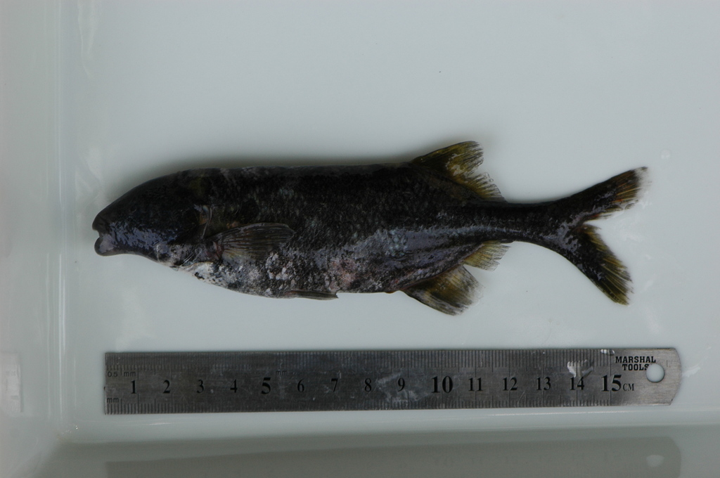 Merona elephantfish (Marcusenius meronai) — Mormyridae