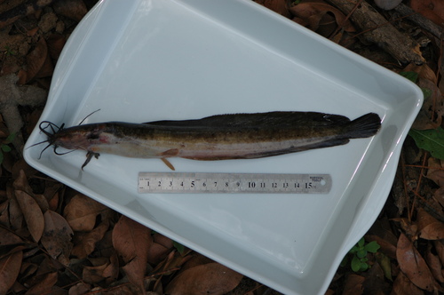 Rainforest airbreathing catfish (Clarias salae) — Clariidae — 3