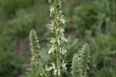 Salvia austriaca