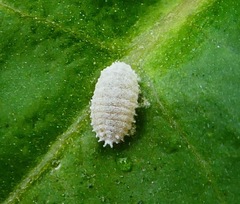 Phenacoccus peruvianus