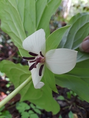 Trillium rugelii