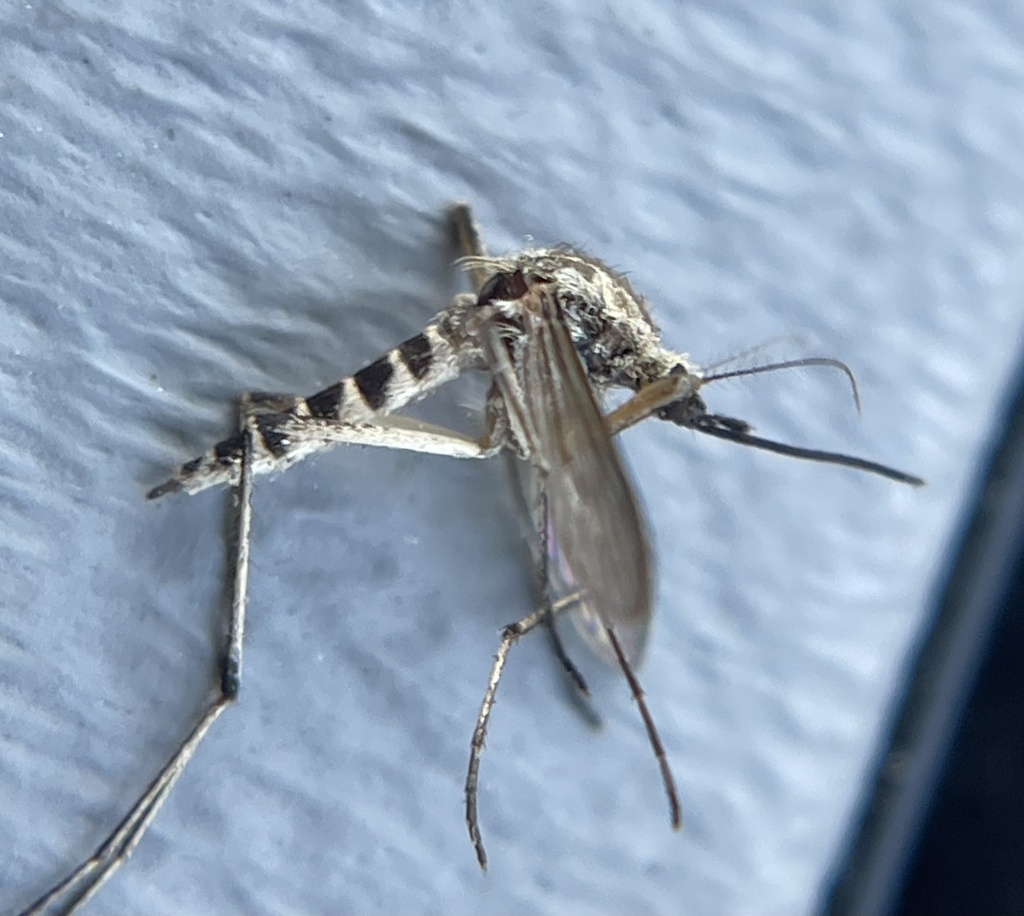 floodwater mosquito