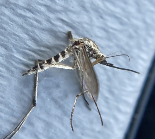 floodwater mosquito