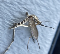 Northern Floodwater Mosquito