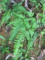 Pteris dispar