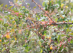 Pogoniulus pusillus