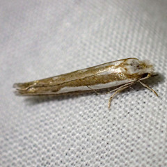 Mimoscopa ochetaula