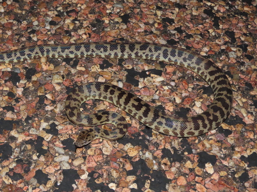 Spotted Python sighting