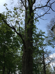 Toxicodendron radicans