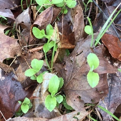 Veronica officinalis