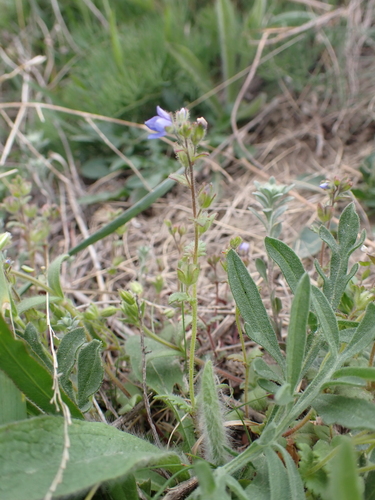 Image of Veronica praecox by (c) carnifex, some rights reserved (CC BY)