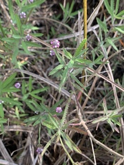 Lippia stoechadifolia