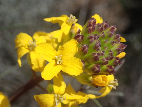 Image of Erysimum teretifolium by (c) Cricket Raspet, some rights reserved (CC BY)