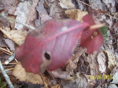 Viburnum cassinoides