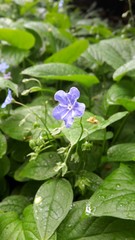 Omphalodes verna