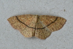 Cyclophora ruficiliaria