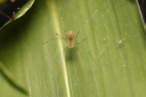 Belisana ambengan, Zuid-Holland, NL, photo 8 of 10