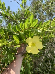 Pentalinon luteum