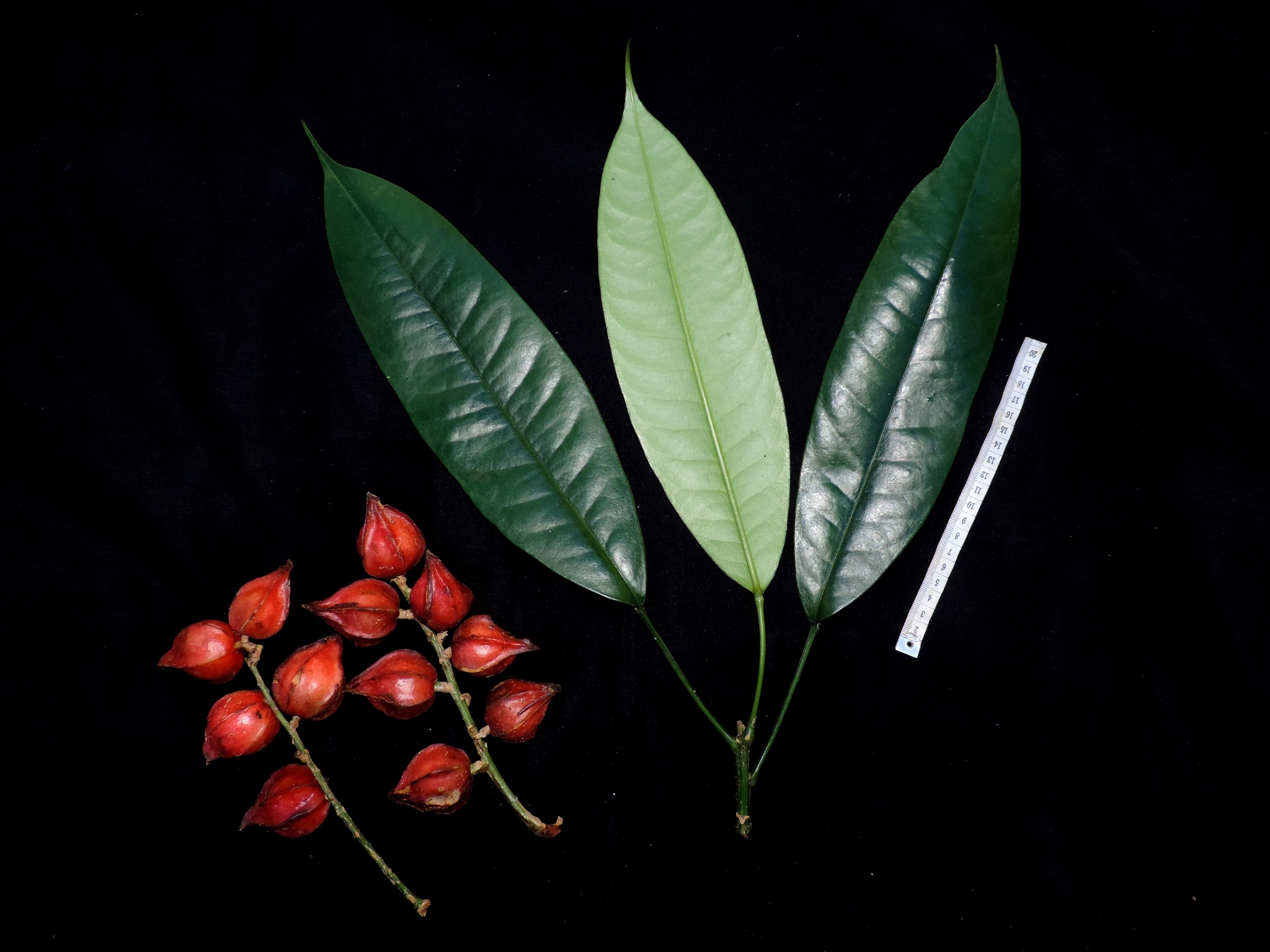Phyllanthaceae