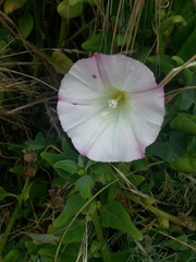 Calystegia purpurata