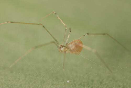 Belisana ambengan, Zuid-Holland, NL, photo 9 of 10