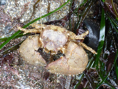 Pachycheles pubescens